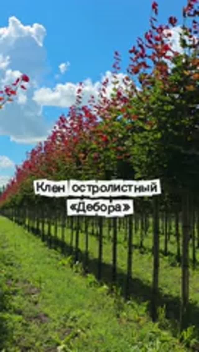 Клен остролистный "Дебора"