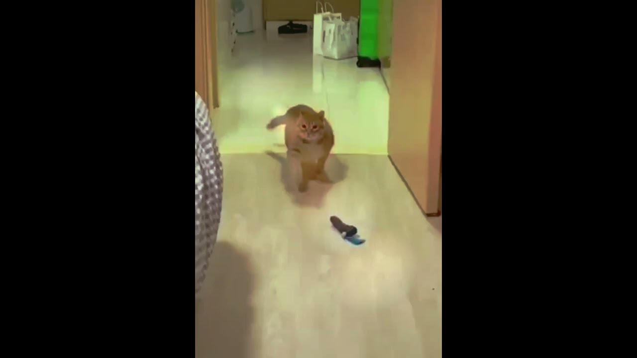 Сюрприз ублюдки король вернулся! Кот пафосно вошел в комнату #мемы
