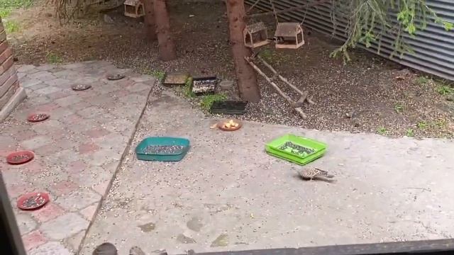 субботний дикий зоопарк за окном