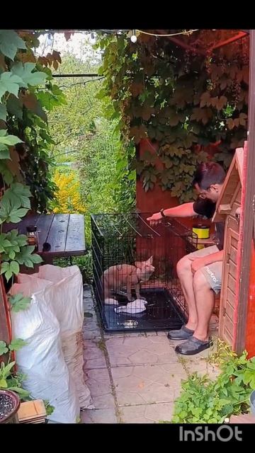 Кеша хиромант