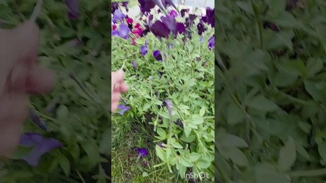 Стрижка петунии в июле
#асмр #асмрвсаду #сад #петуния #цветы