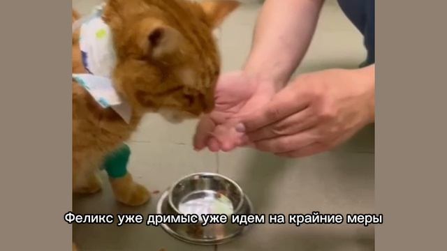 Симба и его шведский стол