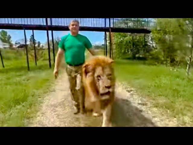 ЧЕЛОВЕК и ЛЕВ идут вместе как друзья осматривать свои просторы!