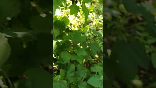 Вырастить и собрать смородину