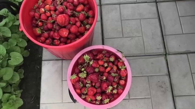 Собрали 14 л клубники, 10 июля.
