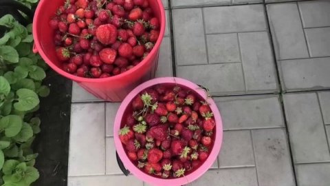 Собрали 14 л клубники, 10 июля.