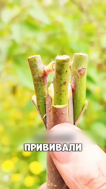 Эти РОЗЫ покорили всю Россию 😱🌊🌹