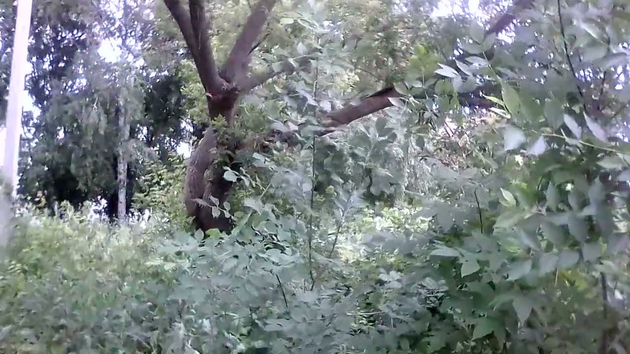 шедевр шум ветра и пение птенца