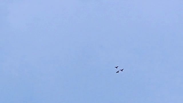 Николаевские голуби Саратов+Москва.