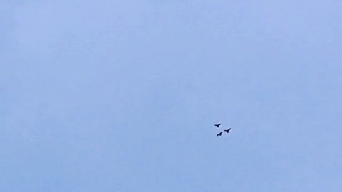 Николаевские голуби Саратов+Москва.