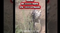 🆘🥺Катастрофический сос.
Собаки в приюте у Татьяны.
На видео — собаки спасённые из отлова