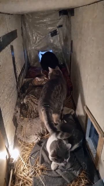 Всю ночь он принимал холод на себя, чтобы им было тепло ❄️🐾