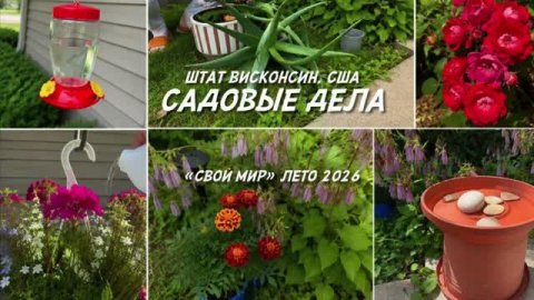 Мои садовые дела. Кормушки для колибри и других птиц.