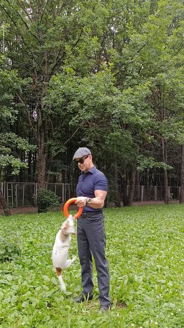 Белла и мёртвая хватка 😎🐶🦖💪