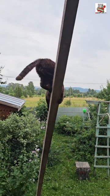 Сегодняшняя дрессировка Пискунчика 💪😻👍 #котик