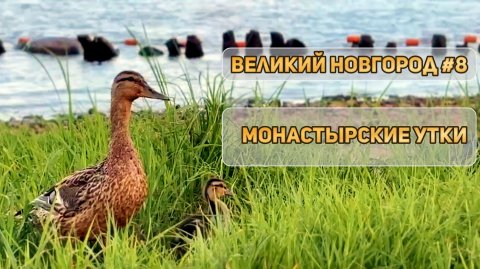Монастырские утки I река Волхов I Великий Новгород I озеро Ильмень