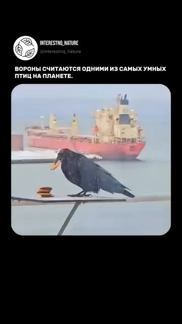 Ворон