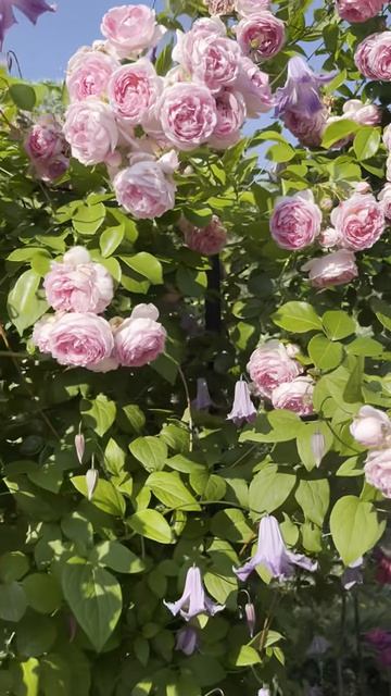 Розы Жасмина и Балерина 🌹 Анна Розовый сад