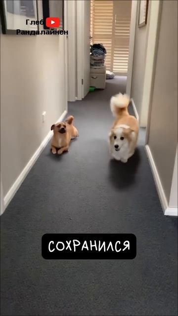 корги