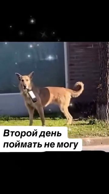 юморю💋 разное 💋