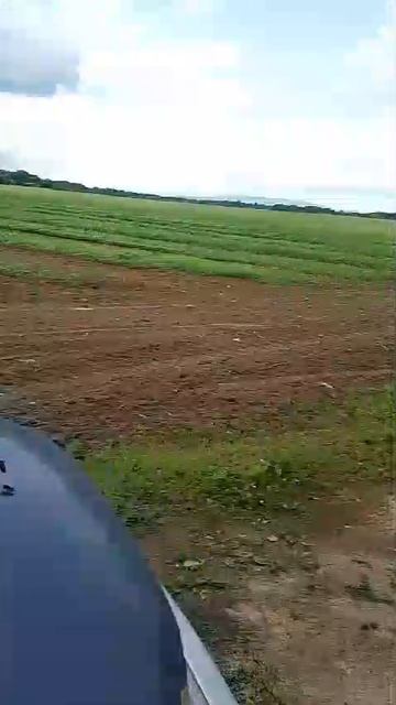 Липа за Полётным 10.07.26