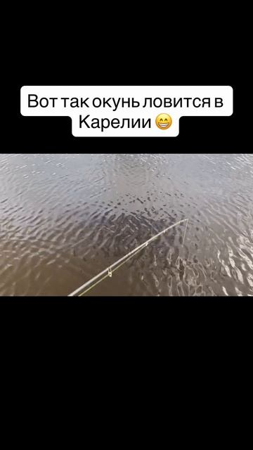 Северная Карелия! Оз. Топозеро. Ловится на каждом забросе 🐟🤯