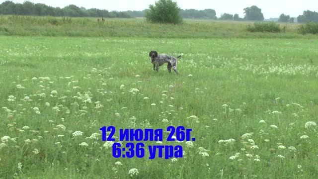 Платон 12.07. Третий выход в поля (луга) с декабря 25го