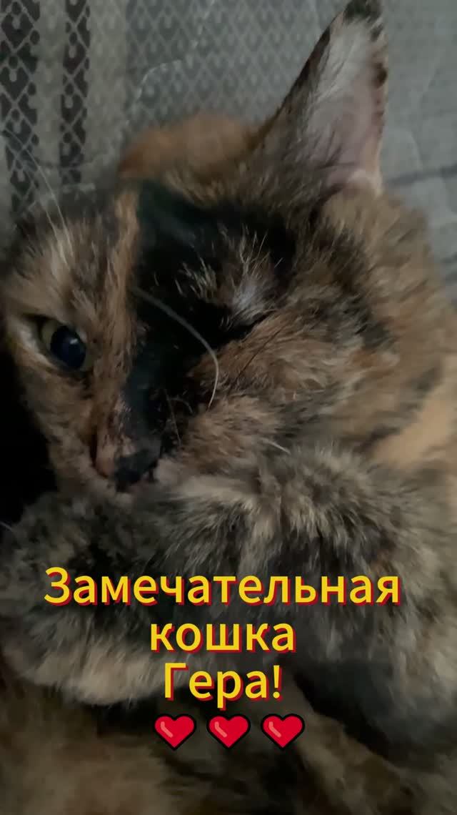 Замечательная кошка Гера