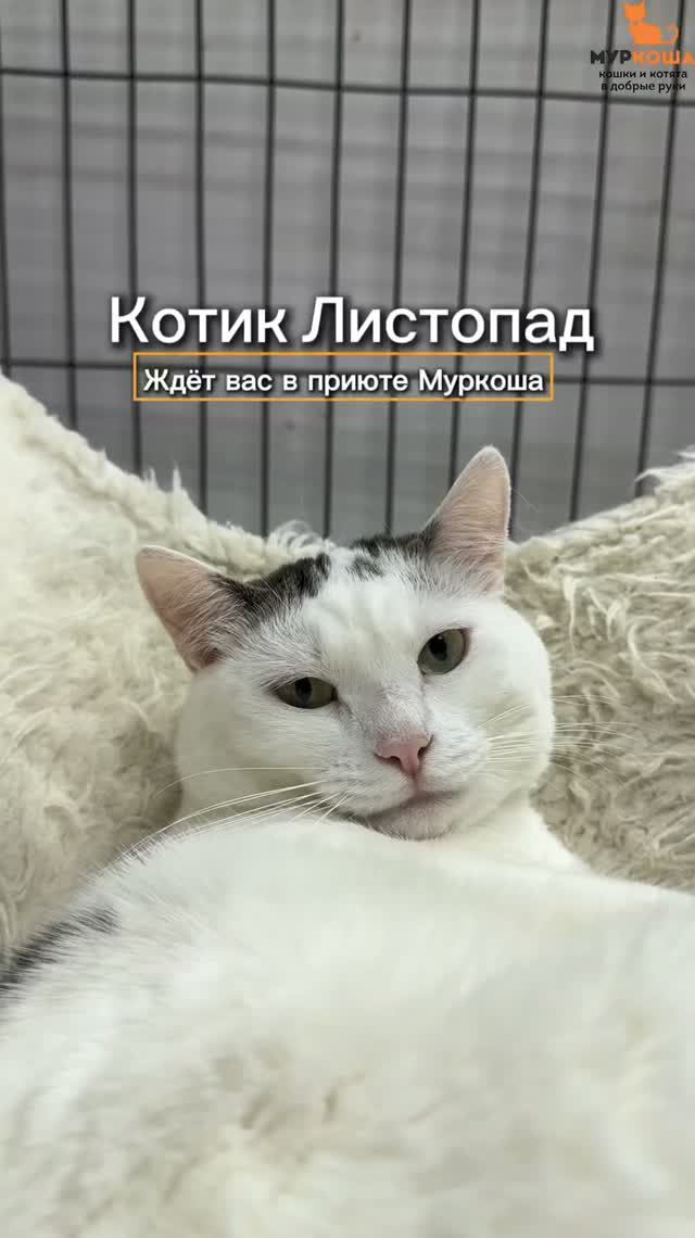 Листопад ждёт вас в приюте #Муркоша