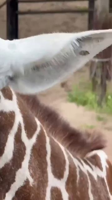 VID_20260711_161652_626.mp4