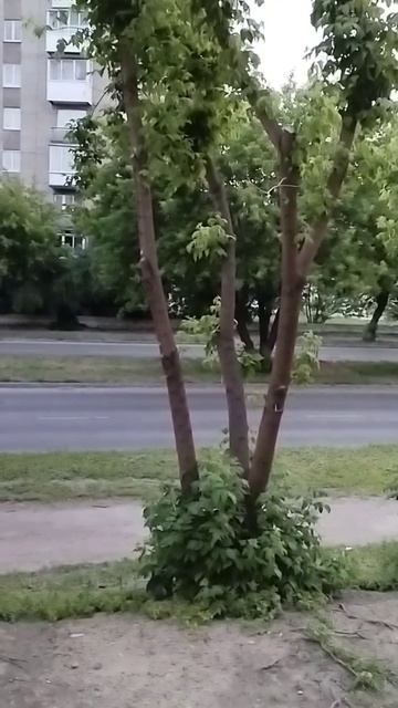 petal_20260706_024805.mp4