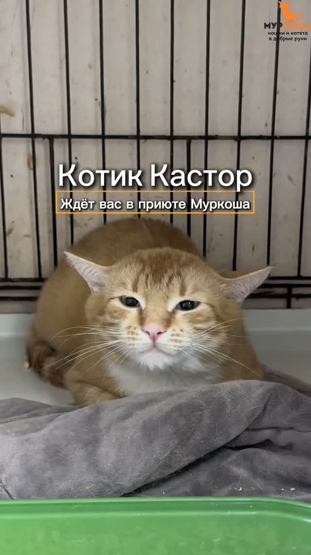 Кастор ждёт вас в приюте #Муркоша