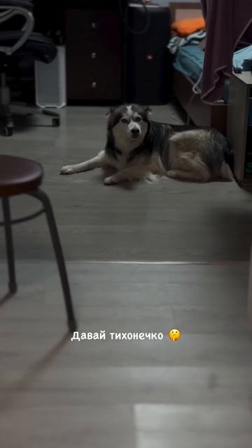 Ниндзя