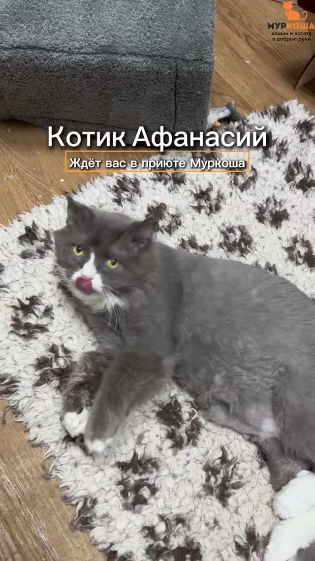 Афанасий ждёт вас в приюте #Муркоша