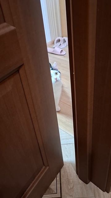 Роки открывает дверь😁😺