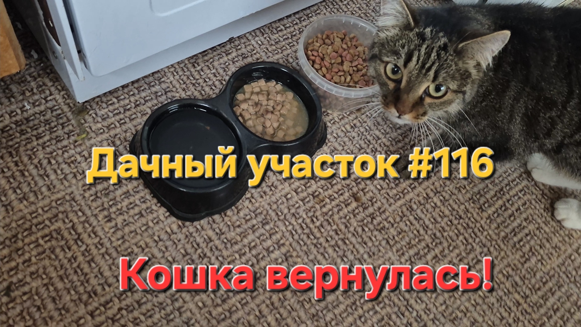 Дачный участок #116 Вернулась кошка и поставили двери и окно
