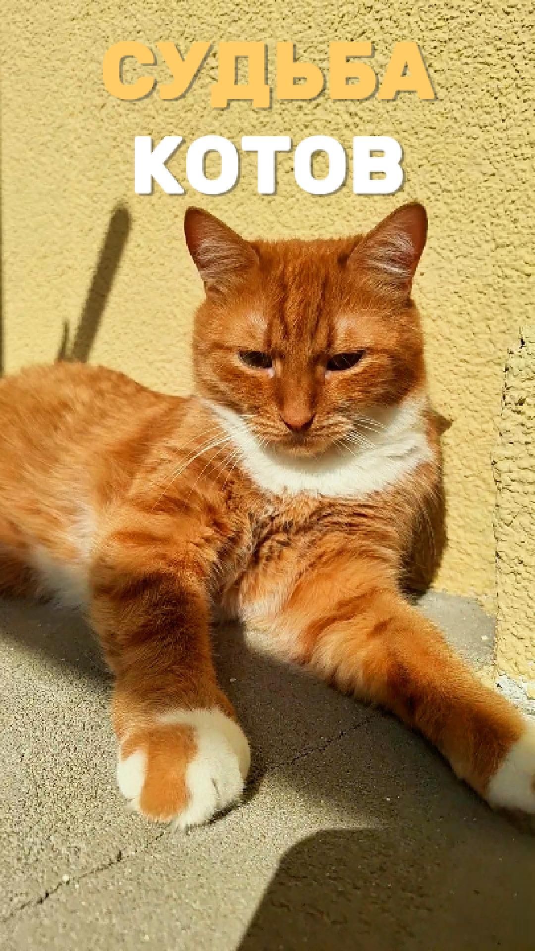 Судьба котов