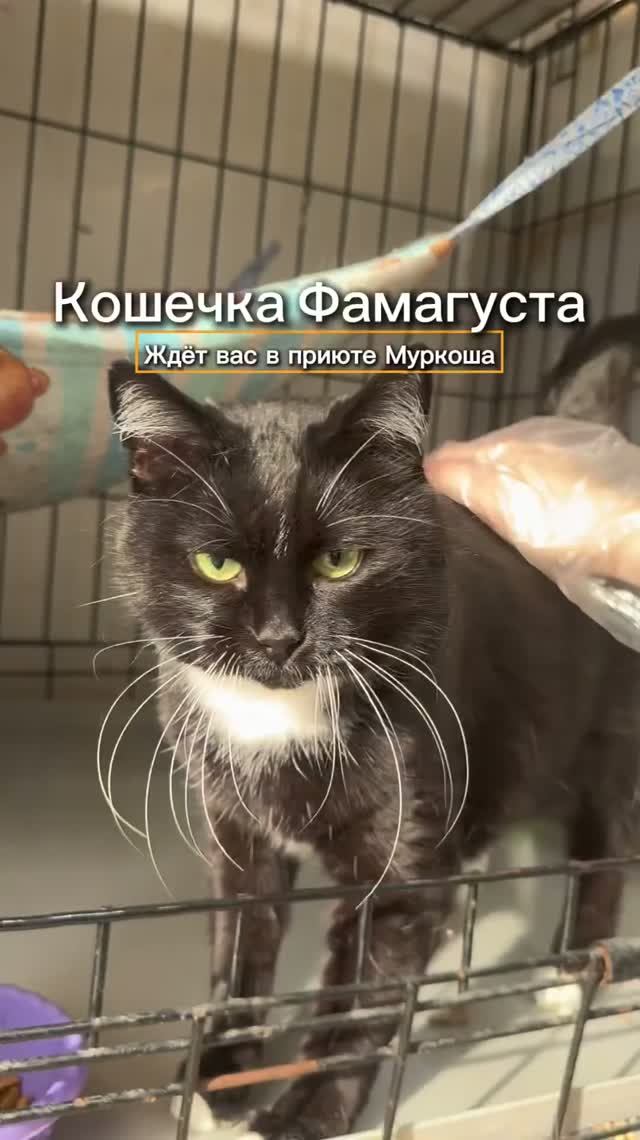 Фамагуста ждёт вас в приюте #Муркоша