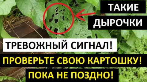 ЕСЛИ ЕСТЬ КАРТОШКА НА УЧАСТКЕ ПРОВЕРЬТЕ ЕЁ СЕЙЧАС