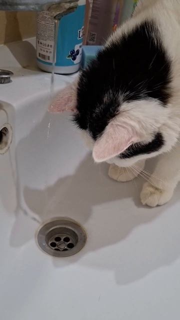 Роки следит за водой😺💧💦