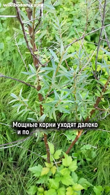 Чем ОПАСНА ОБЛЕПИХА