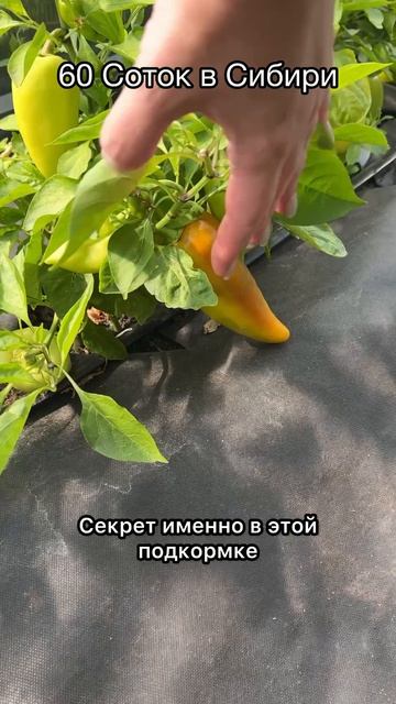 2 ложки на лейку и Томаты созреют в 2 раза быстрее!