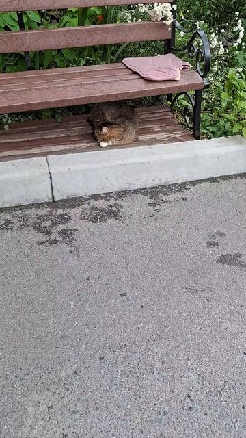 Уличные котики Заречного😼😼😼