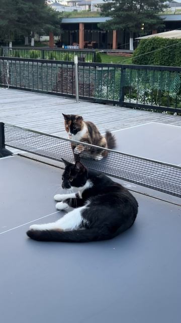 Как мы играем с котиками в теннис 🎾 Будущие спортсмены 🐈🐈😂 Жизнь моих животных продолжение