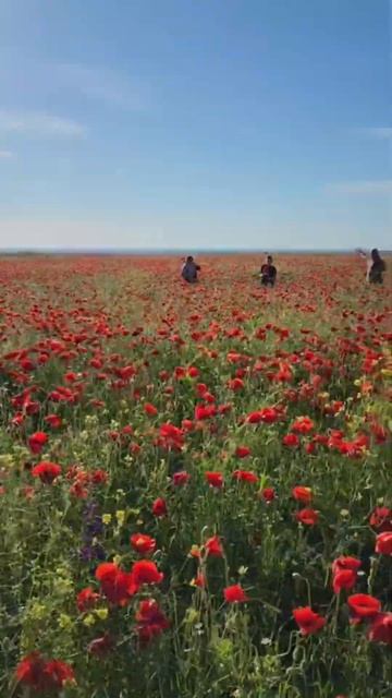 Our Crimean Adventure! #farming #countryside #poppyplaytime
