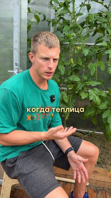 КАК ПРАВИЛЬНО ПОЛИВАТЬ ТОМАТЫ