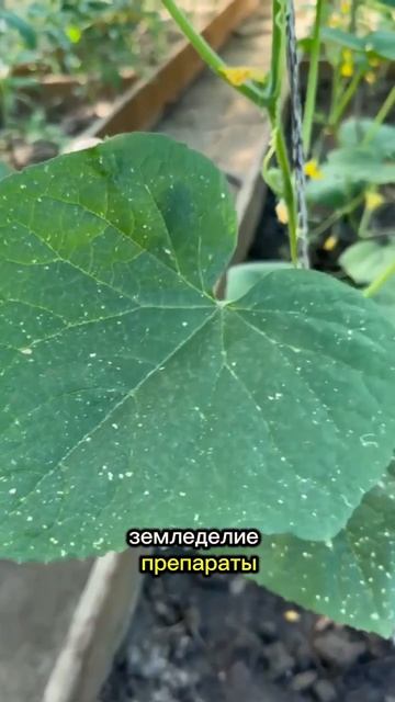 Спасение огурцов от вредителей