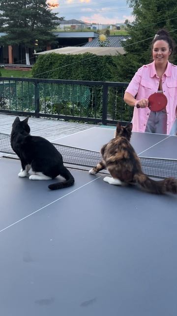Новая сборная в настольном теннисе 🐈🐈Котики играют в теннис, жи