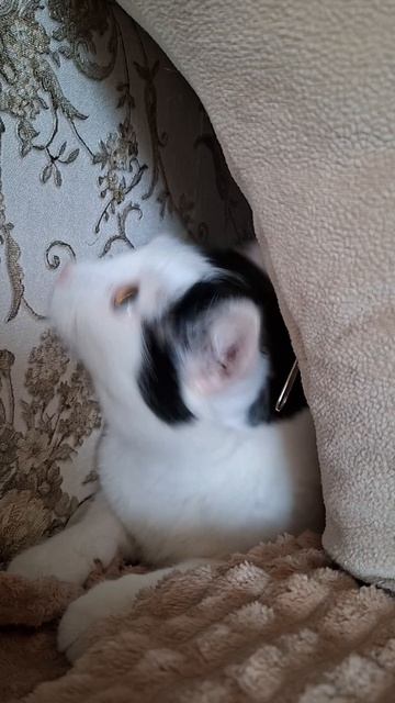 Роки-котик-шалунишка😺😁🫶