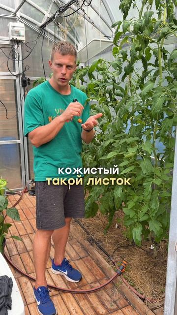 Ошибка огородников в июле — это убивает урожай томатов